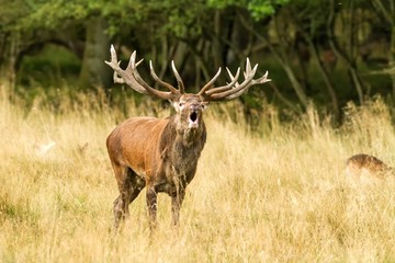 Naklejka na ściany i meble Male red deer (Cervus elaphus) with huge antlers during mating season in Denmark, mating season, Majestic powerful adult red deer stag outside autumn forest. Big animal in the nature forest habitat
