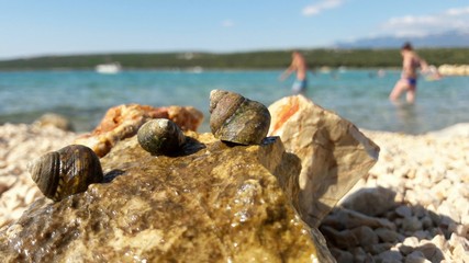 Conchiglie al mare - vacanze 