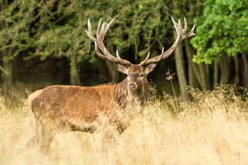 Male red deer (Cervus elaphus) with huge antlers during mating season in Denmark, mating season, Majestic powerful adult red deer stag outside autumn forest. Big animal in the nature forest habitat