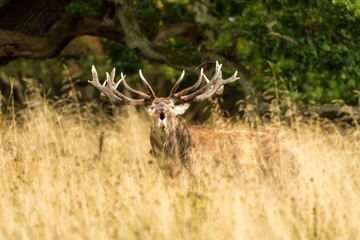 Male red deer (Cervus elaphus) with huge antlers during mating season in Denmark, mating season, Majestic powerful adult red deer stag outside autumn forest. Big animal in the nature forest habitat