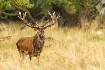 Male red deer (Cervus elaphus) with huge antlers during mating season in Denmark, mating season, Majestic powerful adult red deer stag outside autumn forest. Big animal in the nature forest habitat