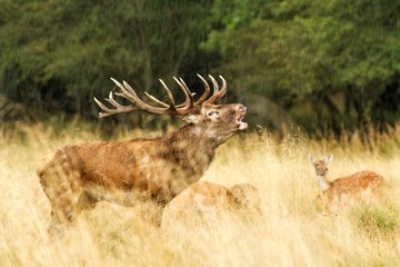 Male red deer (Cervus elaphus) with huge antlers during mating season in Denmark, mating season, Majestic powerful adult red deer stag outside autumn forest. Big animal in the nature forest habitat