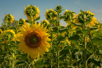 Sonnenblumen, Sonnenblumenfeld, Landwirtschaft, Mecklenburgische Seenplatte