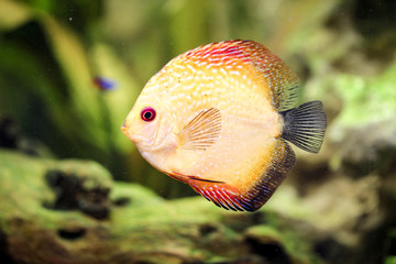 Diskusfisch, Diskusfische, Aquaristik 