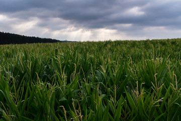 Ein Blick durch das Maisfeld