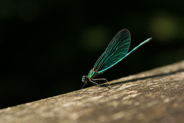 Libelle, Prachtlibelle, Krakower See, Krakow am See, Mecklenburgische Seenplatte, Nebeldurchbruchtal