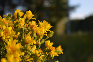 yellow_flower