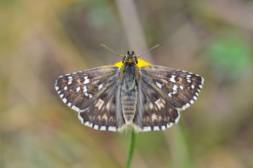 Hesperiidae / Sarı Bantlı Zıpzıp / / Pyrgus sidae