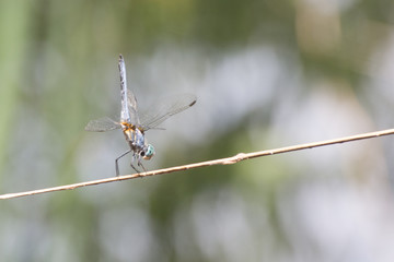 dragonfly at the lake