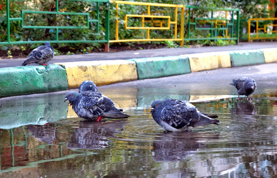 Puddles on the sidewalk, bathing pigeons.