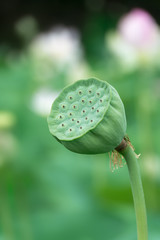 Non ripe green lotus fruit. Clouse up