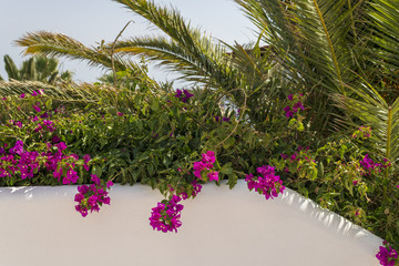 Fototapeta na wymiar Flowers On The White Wall. Blossom Tree. Summer. Natural Background. Fuerteventura, Spain