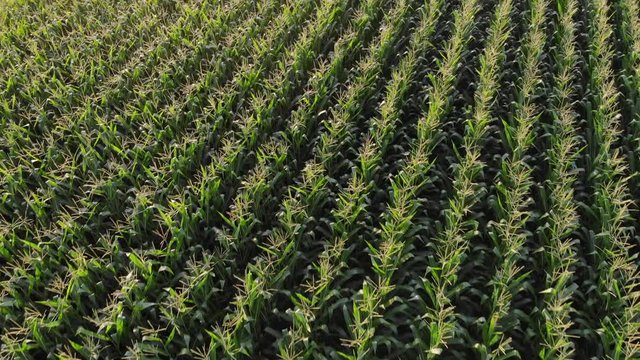 Aerial Video of Large Cornfield at Sunset with Lens Flare