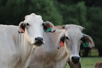 two white cows