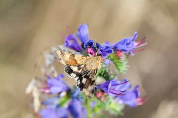 Schmetterling, Falter auf einer Pflanze 