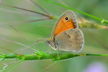 Satyridae / Küçük Zıpzıp Perisi / / Coenonympha pamphilus	