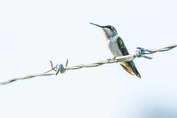hummingbird
