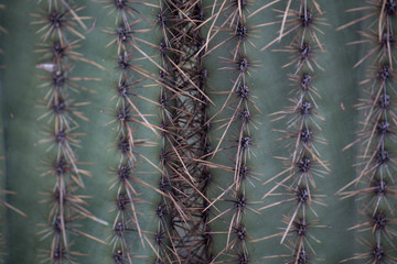 abstract cactus needles