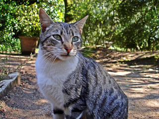 Stray cat looking for food in a park