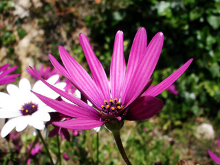 daisies of different colors in a garden in the sun.