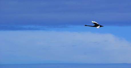 Seagulls and terns flying near the sea and looking for food.