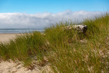 A view of the Pacific Ocean through the Sea Grass on the Beach at Cannon Beach Oregon in the Pacific Northwest USA