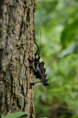 Strange Asian insects.