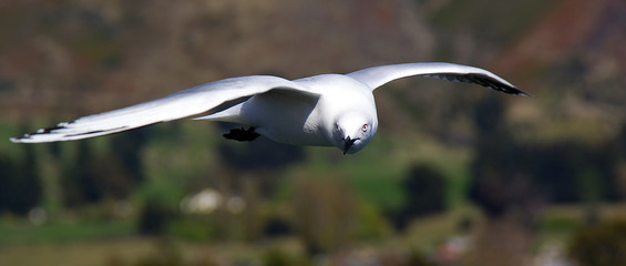 Seagulls and terns flying near the sea and looking for food.