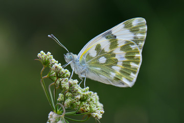 Pieridae / Yeni Beneklimelek / / Pontia edusa