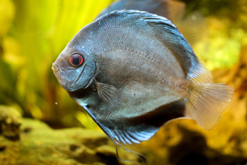 Diskusfisch, Diskusfische, Aquaristik 