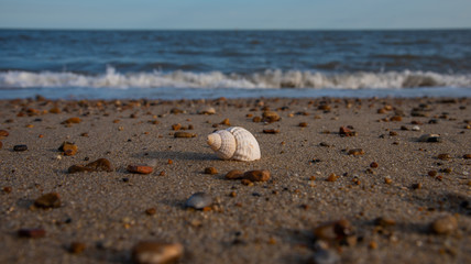 Shell stands alone on a Suffolk beach