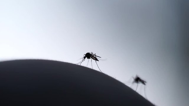Closeup shot of Mosquito on fabric