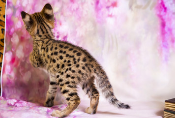 Spotted Savannah Kitten F1