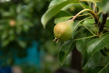 Not a ripe pear on a tree branch in the garden. A green pear with a red barrel is hanging on the right on a colorful fuzzy background.Space for text.