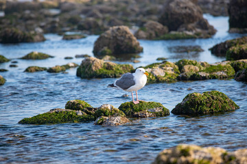 Seagull in a tidepool at haystack rock in Cannon Beach Oregon Pacific Northwest USA