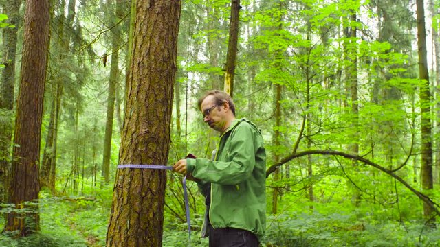 A scientist environmentalist exploring plants in a forest. He measuring a tree trunk