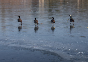 4 geese walking on frozen lake