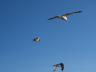 flying sea gulls on blue sky