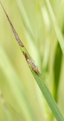 Macro of a Chironomus Midge on a Stalk of Grass