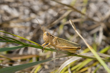 Macro of Two-striped Grasshopper (Melanoplus bivittatus) On Stalk of Grass