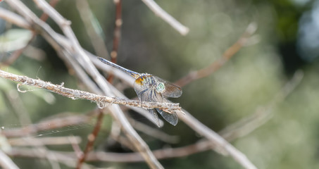 Band-winged Meadowhawk (Sympetrum semicinctum) Perched on a Branch in a Meadow in Colorado