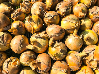 Onions as vegetable background
