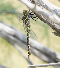 Paddle-tailed Darner (Aeshna palmata) Hanging from a Tree Limb in the Shade During the Heat of the Day in Colorado