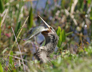 Anhinga eating fish