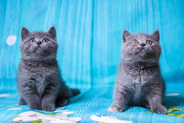 Blue Scottish kittens on blue background