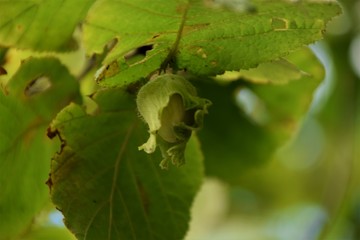 Young linden bud on the branch