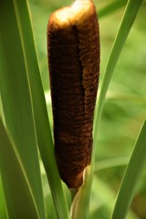 Cattail close up selective focus blurred background