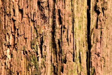Tree bark texture