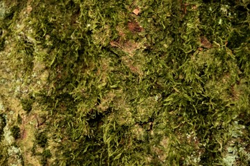 Obraz premium Tree bark texture