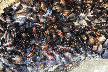 Mussels in their natural habitat by the sea